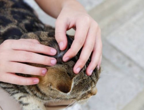9 Effective Ways to Treat Cat Fleas at Home