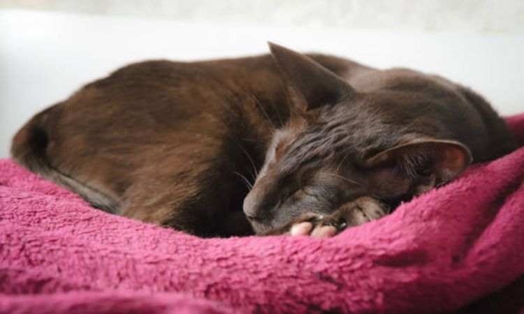 Ownership and Care Guide