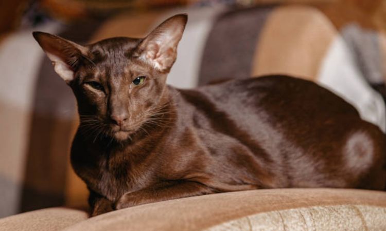 Havana Brown Cats