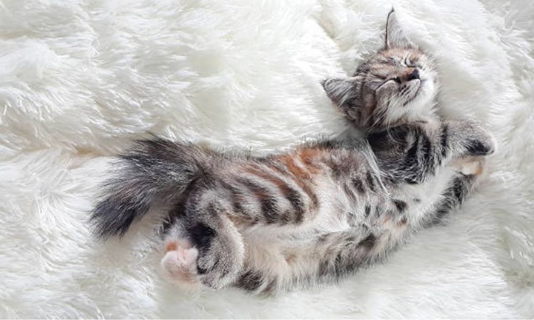 kitten sleeping