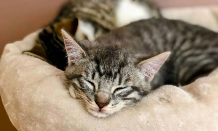 Manage Nighttime Behavior