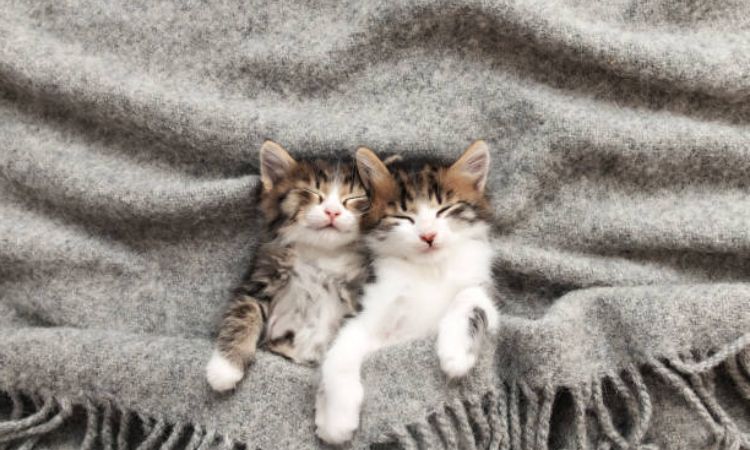 How to get a kitten to sleep at Night