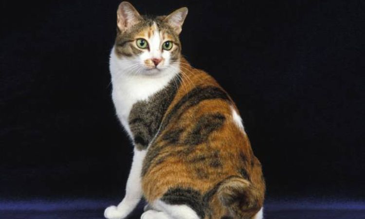 Lifespan and Health Japanese Bobtail