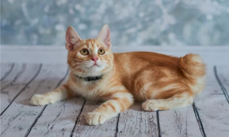 Japanese Bobtail
