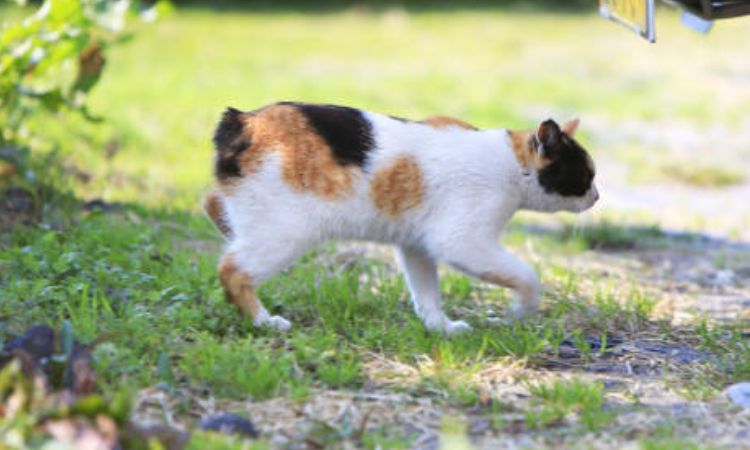 Japanese Bobtail