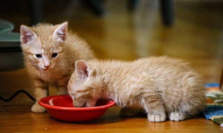 When Do Kittens Start Drinking Water?