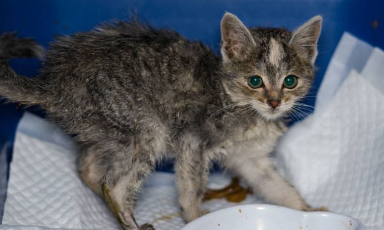 How Often Do Kittens Poop