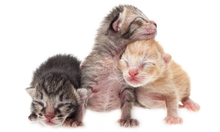Week 1–3: The Newborn Stage