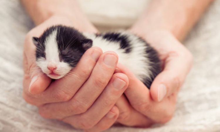 how often do kittens poop at 4 weeks