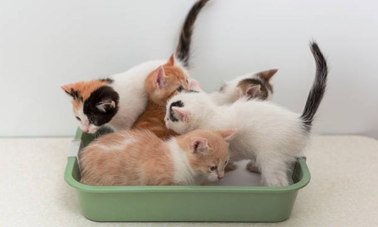 how often do kittens poop at 6 weeks