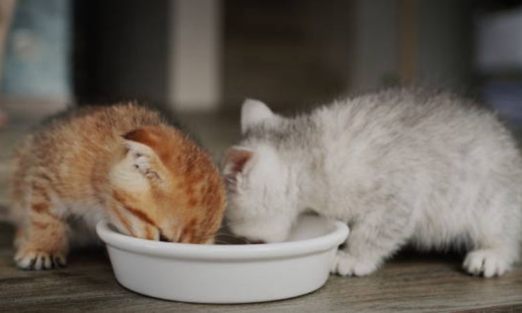 When do kittens start eating food and drinking water