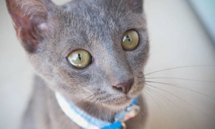 Korat Cat Personality and Temperament
