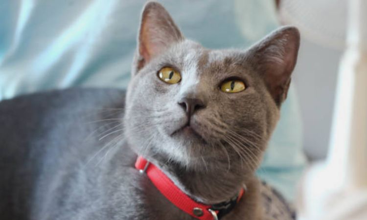 Korat Cat