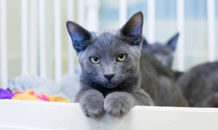 Korat Cat Lifespan and Health