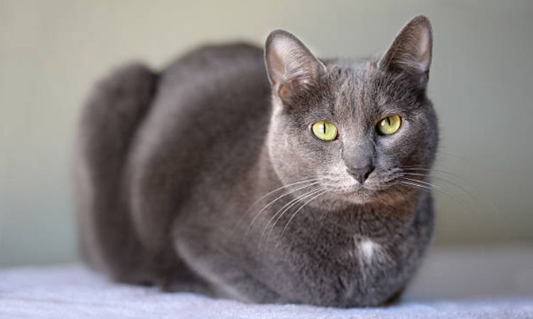 Korat Cat