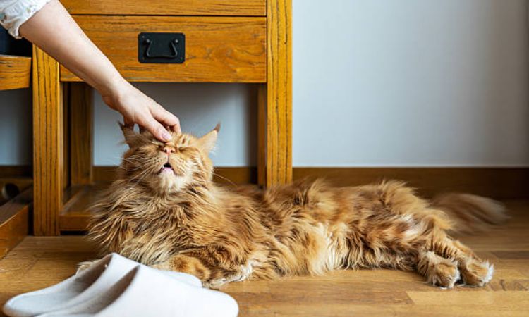 maine coon size