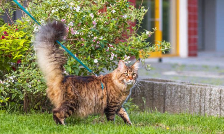 What to Know Before You Buy maine coon cat