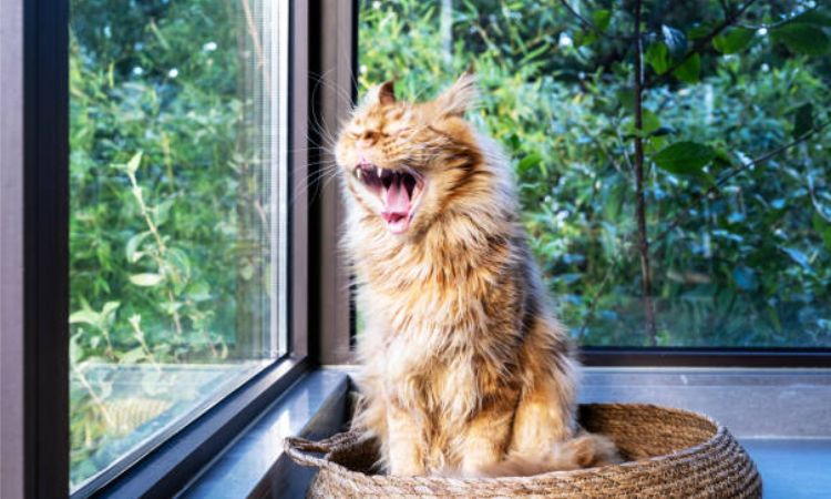 maine coon cat