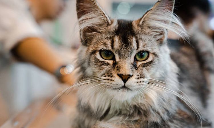 Maine Coon Cat Price