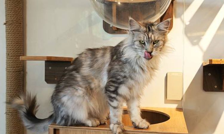 maine coon cat price