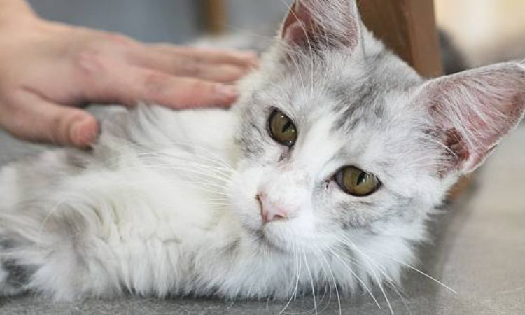maine coon cat price