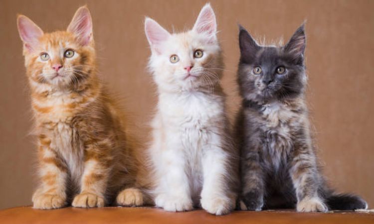 Maine Coon Cat