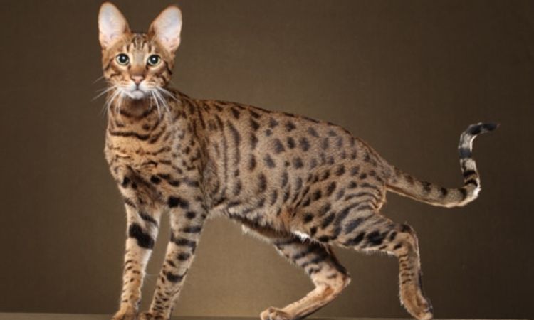 Savannah Cat