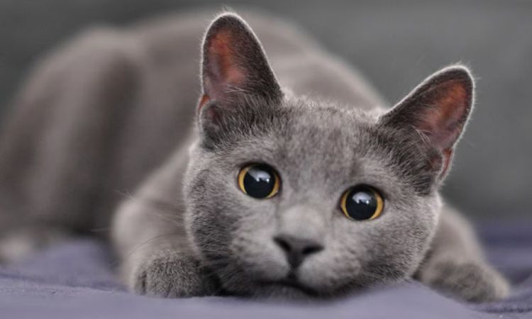 Russian Blue