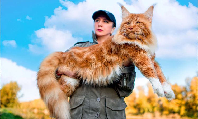 Maine Coon