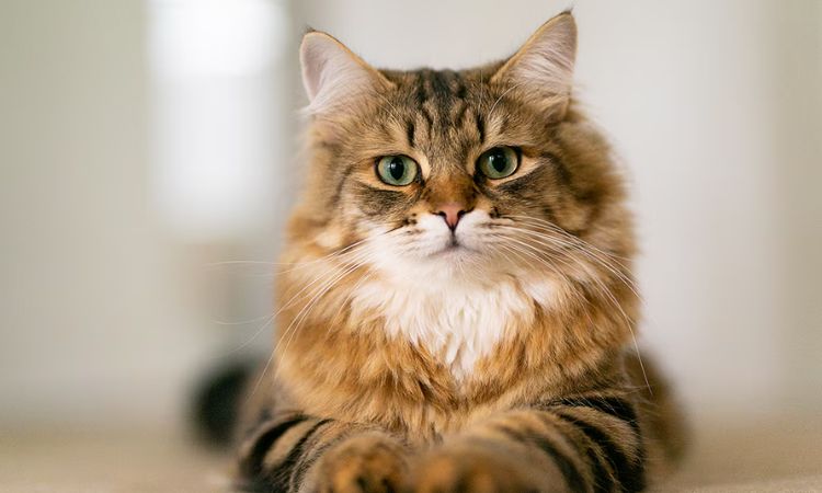 Siberian Cat