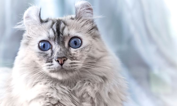 American Curl