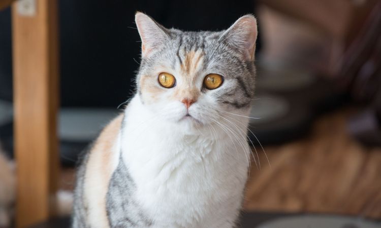 American Wirehair