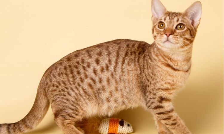 Ocicat