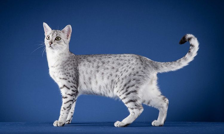 Egyptian Mau