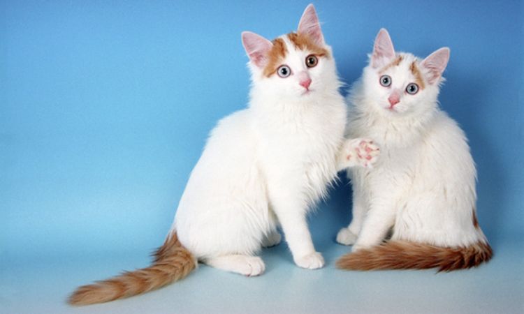 Turkish Van