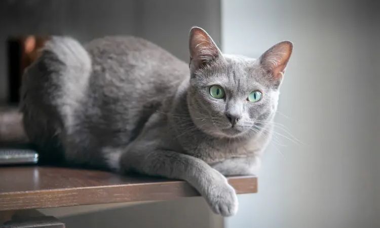 Korat