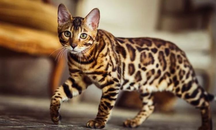 Bengal Cat