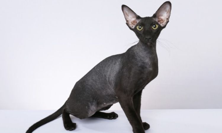 Peterbald