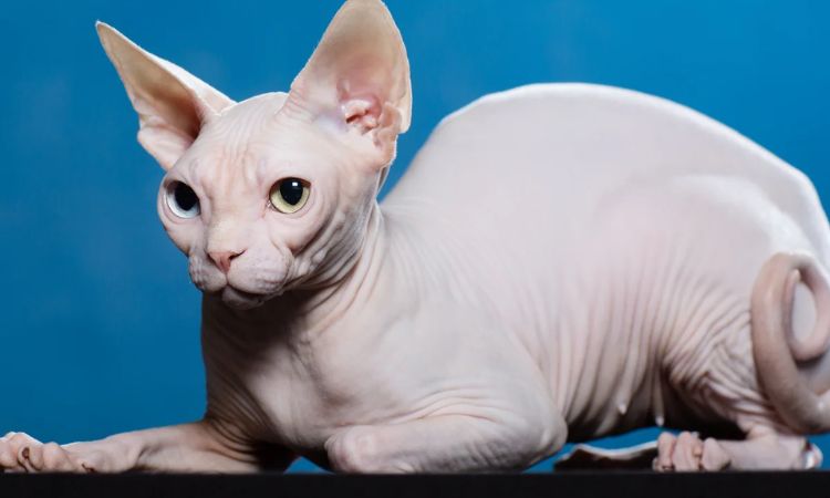 Sphynx