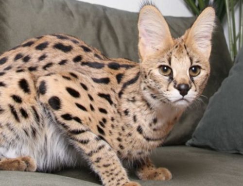 The Top 20 Most Expensive Cat Breeds in the World