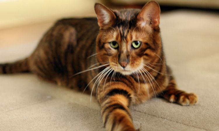 Toyger