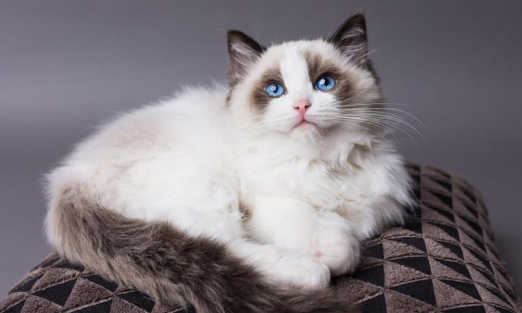 Ragdoll