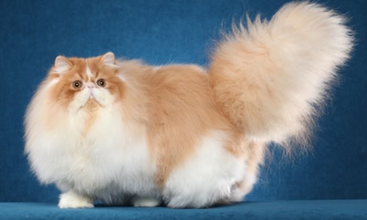 Persian