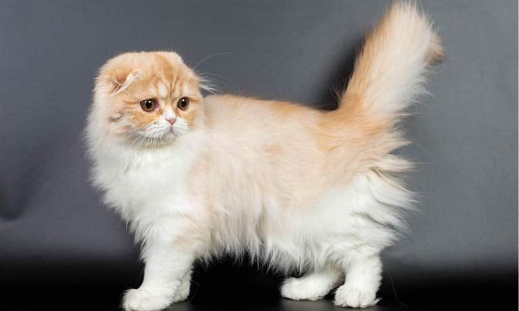 Scottish Fold