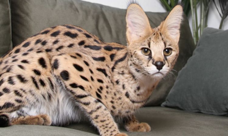 Ashera Cat