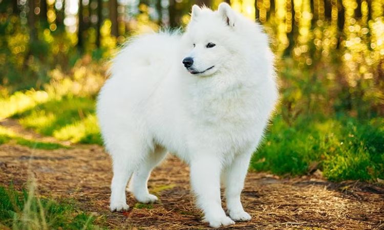 Samoyed