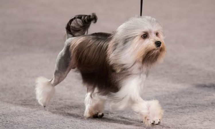 Löwchen