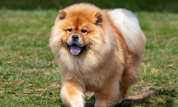 Chow Chow