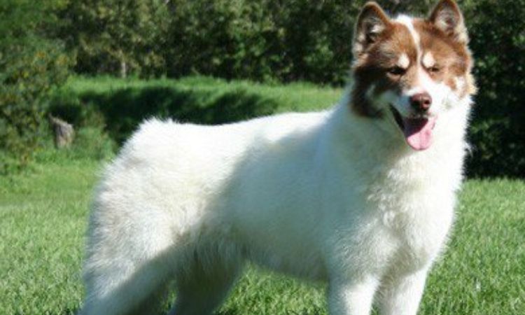 Canadian Eskimo Dog