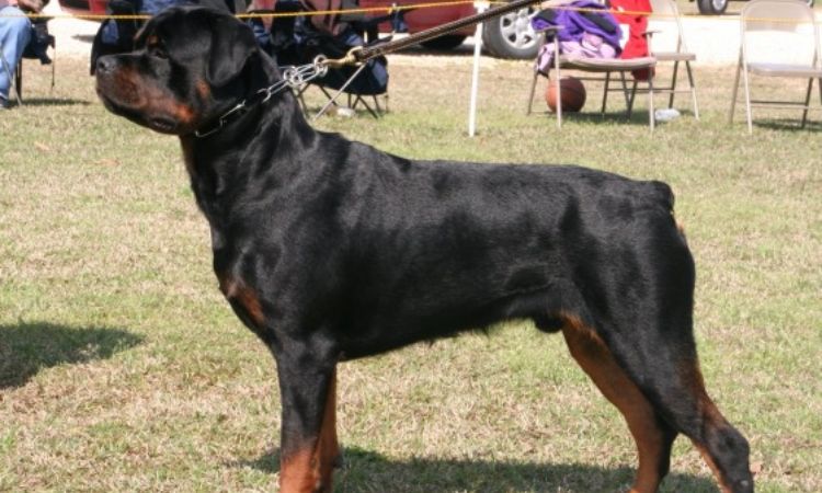 Rottweiler (Show Line)
